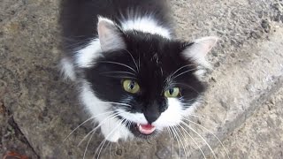 The cat meows very loudly on the street [upl. by Yorick]