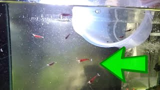 How To Setup A Sulawesi Shrimp Tank Setup  Shrimp Keeping [upl. by Astrid]