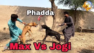 Max Ka Jogi Dog se Phadda Karwa Dia  Max ne Dog ki Halat khrab kar Di😱 [upl. by Otanod]