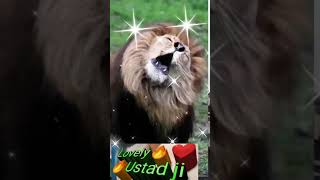 Video no like share subscribe jarur karo ji lovely Ustad ji adorablevideo [upl. by Ereynihc]