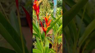 Heliconia psittacorum shorts flowers plants heliconia yt [upl. by Einaoj116]