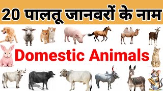 Domestic Animals Name l Pet Animals Hindi to English with picture l Maths by pradeep sir l [upl. by Stone]