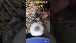 Paddy Straw mushroom 🍄 cultivation ପାଳ ଛତୁ kabisuryanagar farming mushroom viralshort shorts [upl. by Gonzalo]