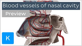 Blood vessels of nasal cavity preview  Human Anatomy  Kenhub [upl. by Disraeli247]