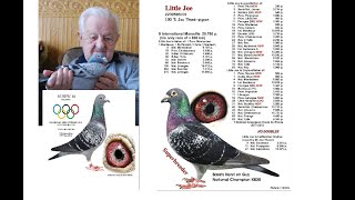 New collection of racing pigeons [upl. by Snilloc]