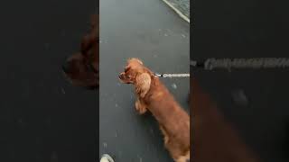 Walking with Elsie  art artist horse dj dogtraining puppy funk funny [upl. by Katherine]