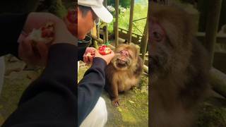 Monkey face reaction viralvideo comedy [upl. by Savina]