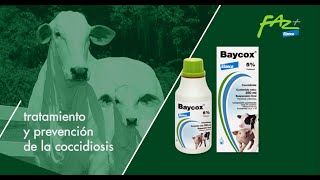 Baycox 5 La solución para el tratamiento y prevención de la coccidiosis en bovinos [upl. by Melliw513]