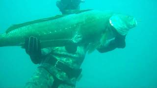 Musar 152Kg Meagre argyrosomus Spearfishing [upl. by Immot390]