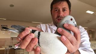 Judging British Show Racer Pigeons  Monmouth SRS 201019 [upl. by Lennahs901]