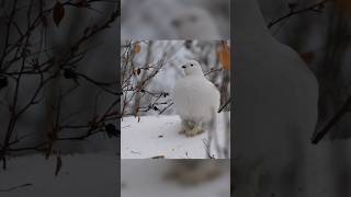 willow ptarmigan Lagopus lagopus [upl. by Pratte435]