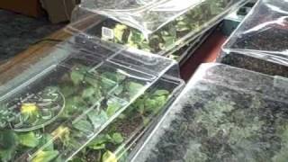 Indoor Plant Seedlings and Propagation Cuttings Tour [upl. by Ahcsropal]