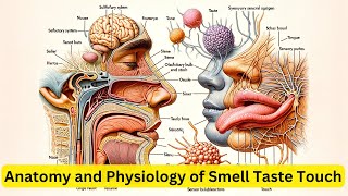 Anatomy and Physiology of Smell Taste Touch [upl. by Adnolahs]