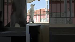 Yarışmacımız yaşar cat kedi kitten catlover cute funny love kediler [upl. by Burnsed]