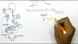 Glycogenolysis English [upl. by Stelmach]