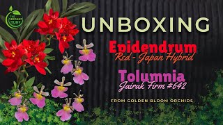 Epidendrum amp Tolumnia Unboxing  Late Upload [upl. by Krongold]