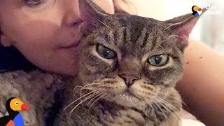 Aggressive Cat Shocks Mom By Becoming A Snugglebug  BARBARA  The Dodo [upl. by Cahn62]