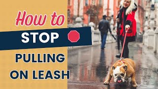 Puppy Leash Training How To Stop Pulling [upl. by Adim]