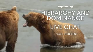 Hierarchy and Dominance in Brown Bears  Brooks Live Chat [upl. by Nossah306]