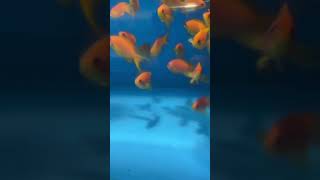 Lyretail Anthias  Saltwater Fish  Quarantined Fish shorts shortsfeed reef reefaquarium [upl. by Jarid431]