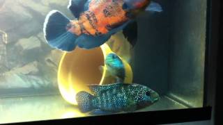 Oscar amp Jack dempsey cichlids [upl. by Enilamme]