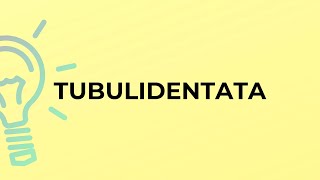 What is the meaning of the word TUBULIDENTATA [upl. by Alleiram]