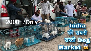 Pune Dog Market 2024 😁 Cheapest Dog Market in Maharastra cheapestmarket [upl. by Sibby]