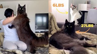 Giant Maine Coon Is The Same Size As Mom 😱😍 [upl. by Gifford260]