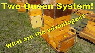 Two queen systemThat Bee Man [upl. by Eibbil]