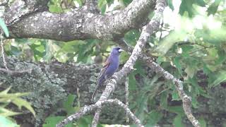 Blue Grosbeak video 7 2 24 [upl. by Phira978]