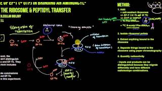 Table 183 The Role of EFT and GTP hydrolysis in aminoacyltRNA binding and peptidyl transfer [upl. by Rawden]