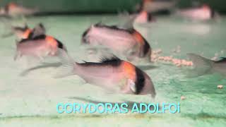 Corydoras adolfoi [upl. by Loree]