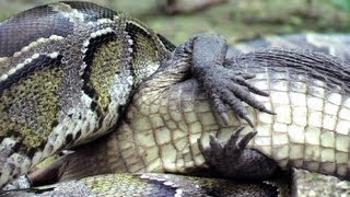 Python eats Alligator 03  Time Lapse  Reverse [upl. by Akapol851]