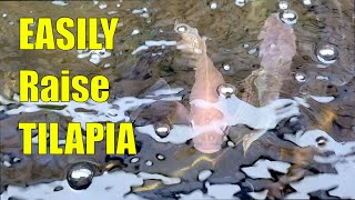 How To EASILY Raise Tilapia In Your BACKYARD [upl. by Eedyah]