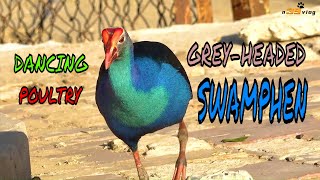 LIVE DICTIONARY  4K Animal Footage  GREYHEADED SWAMPHEN  CHIM TRÍCH CỒ  n39 vlog [upl. by Trevorr]