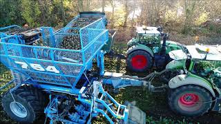 Edenhall 754  Suikerbieten rooien  Beet Harvest  Zuckerrüben ernten  Fendt  Farming [upl. by Ortensia]