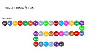 Amino Acid and Protein Structure [upl. by Halet]