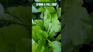 BEAUTIFUL LETTUCE CROP ROMAINE VARIETY lettuce howtogrowwintervegetables farming homegrown [upl. by Philbin]