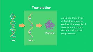 Did You Know Droplet Digital™ PCR ddPCR Technology Supports Gene Expression Analysis Research [upl. by Riek]