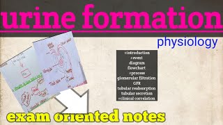 urine formation mechanism physiology [upl. by Giardap108]