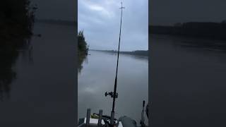 Heftiger Live Biss im Morgengrauen😱 ANGLER TAGEBUCH 156 fishing catfish welsangeln shorts [upl. by Flinn]