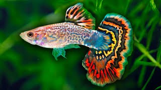 How to Care for Guppy Fish [upl. by Yecaw]