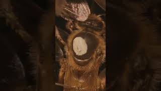 Inside the Hive How Do Bees Communicate [upl. by Migeon]