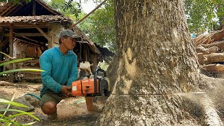 The first tree crossed the river the second tree leaned towards the house‼️ [upl. by Adnelg]