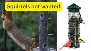 Keeping Squirrels off of your Bird Feeder for 397 [upl. by Orest]