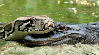 Alligator eats Python 02  Time Lapse [upl. by Frederica]