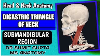 DIGASTRIC TRIANGLE  Anatomy [upl. by Refynnej736]