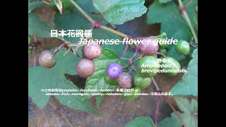 七変化？！Seven changes  野葡萄（のぶどう）Ampelopsis brevipedunculata 季節の花 日本花図鑑 Japanese flower guide [upl. by Gelasius]