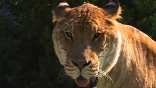 Meet the Giant Super Cat LIGER hybrid offspring of male lion and female tiger [upl. by Nance72]