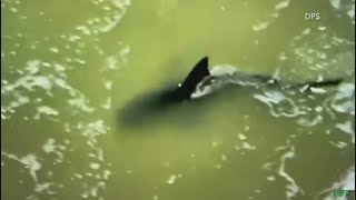 Video shows shark near the shore of South Padre Island shortly after attack [upl. by Tonia]